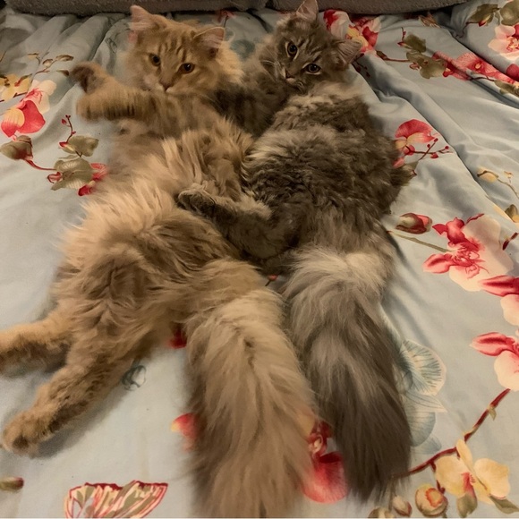 Meet your Posher, Sara - Picture 6 of 8